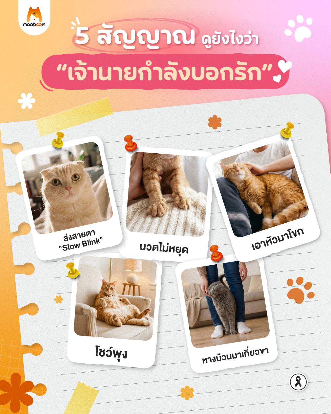 5 ภาษากายบอกรักแมว