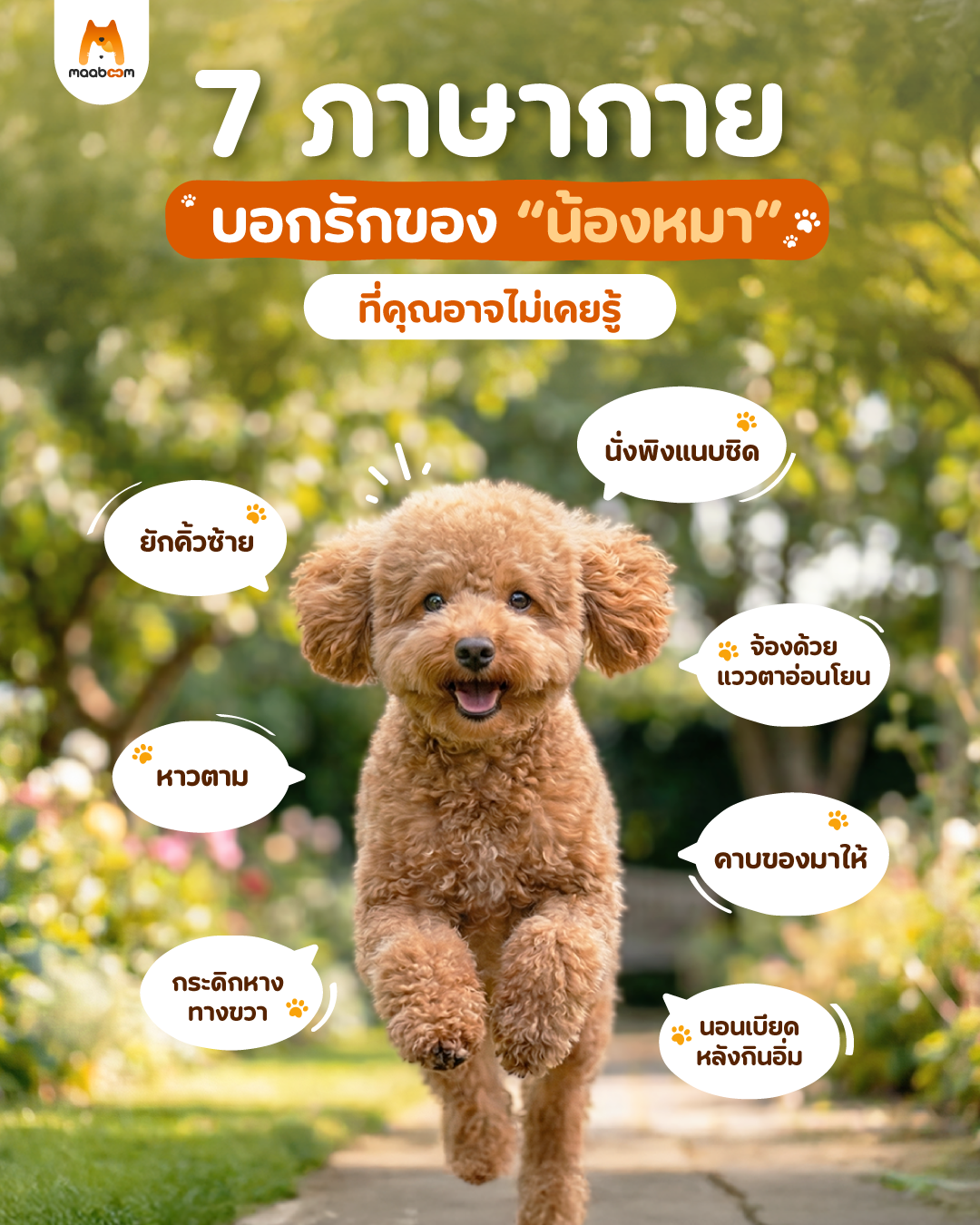 7 ภาษากายบอกรักของน้องหมา