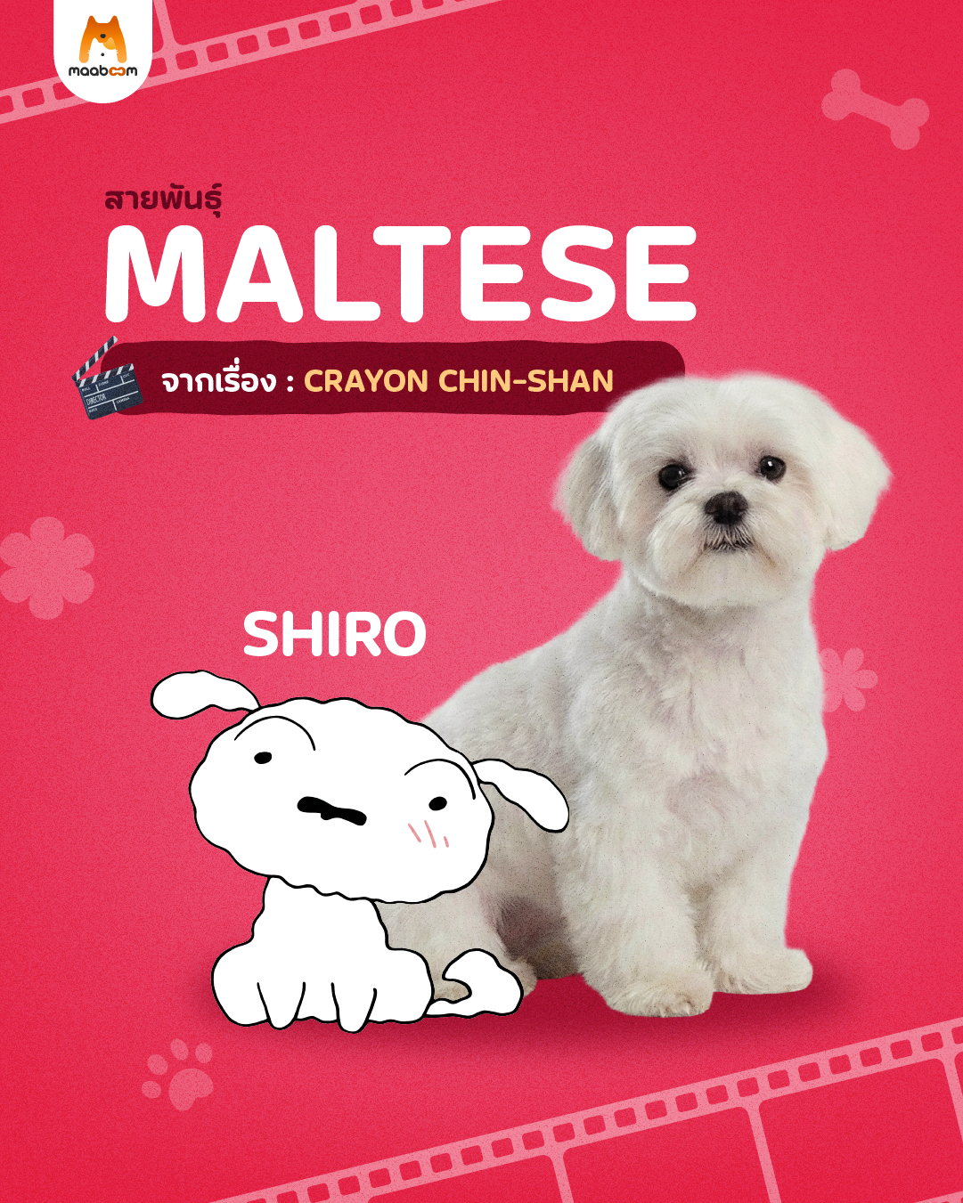 ชิโร่สุนัขจากเรื่องชินจัง