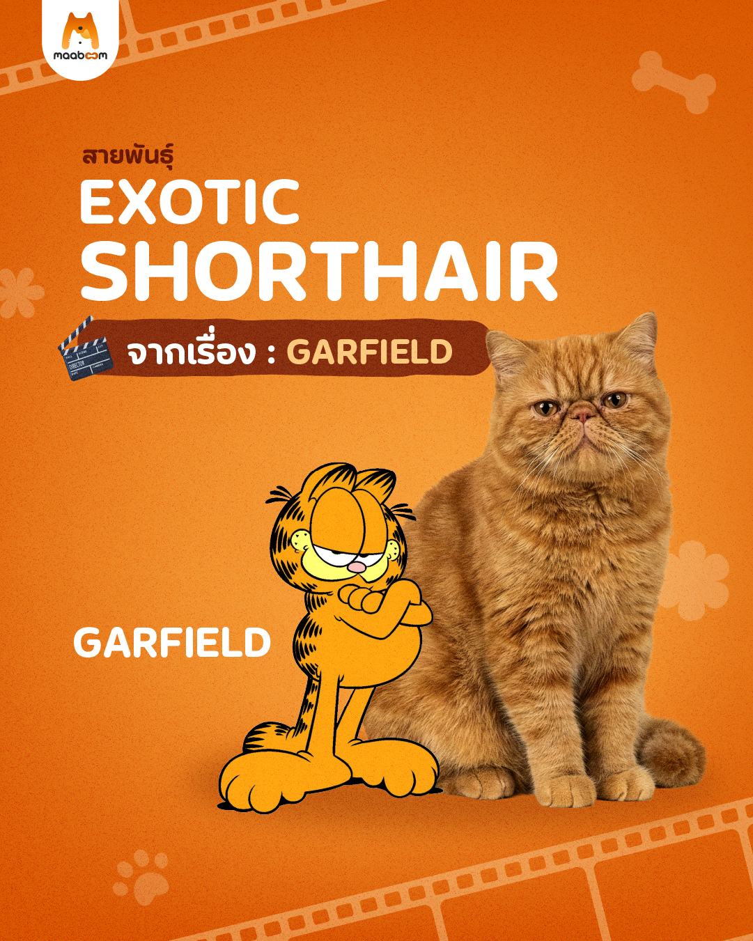 แมวจากเรื่องกาฟีลด์