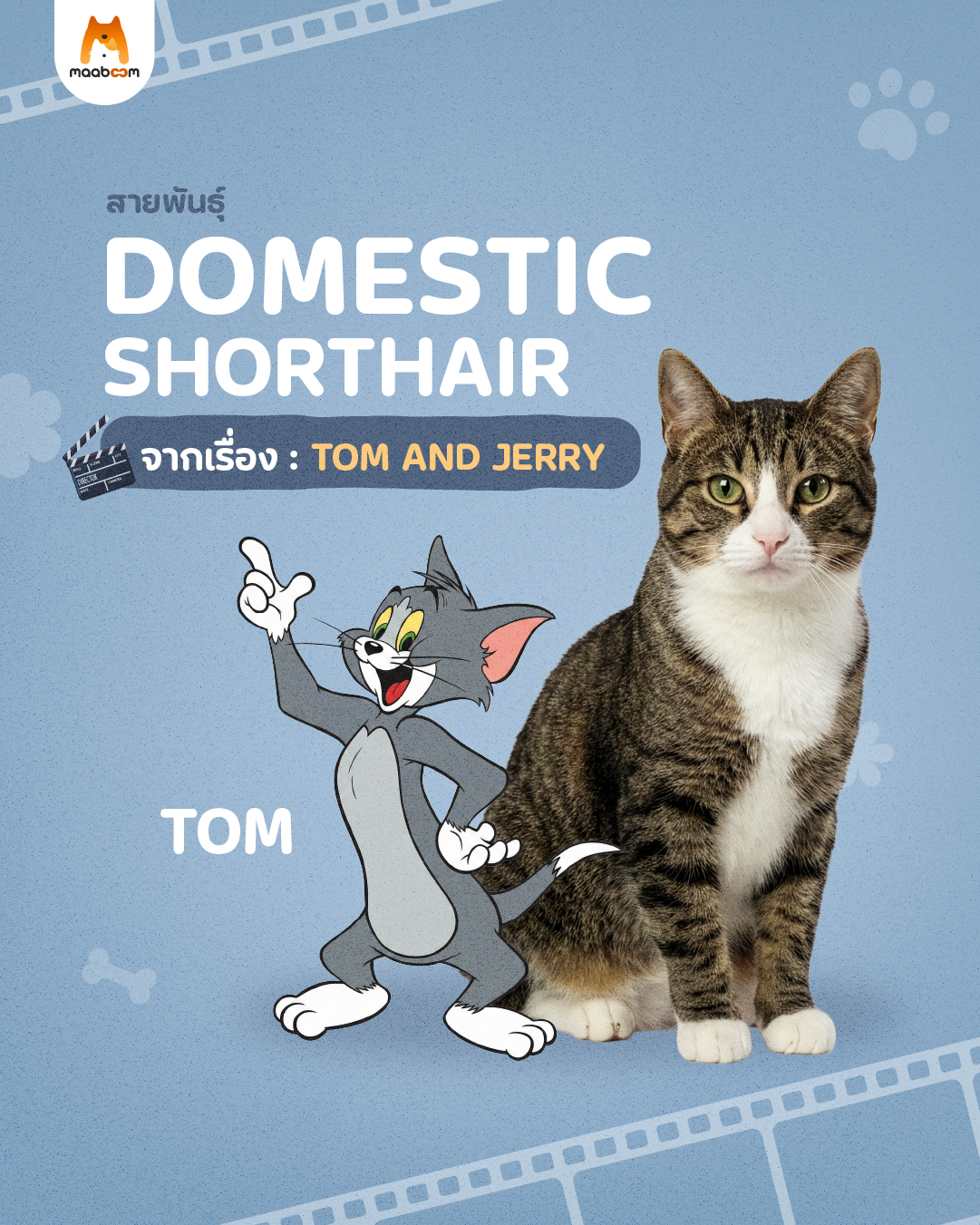 แมวจากเรื่อง Tom&Jerry