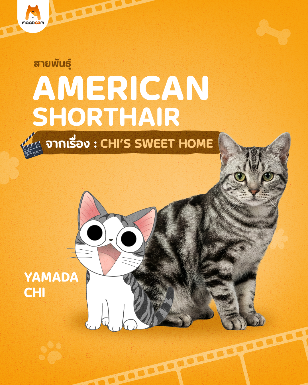 แมวจากเรื่อง Chi's Sweet home