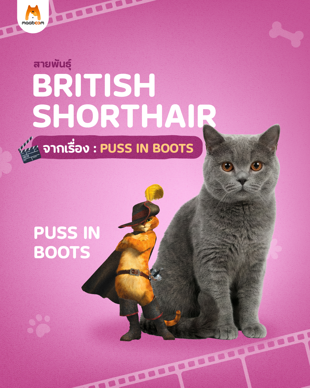 แมวจากเรื่อง puss in boots