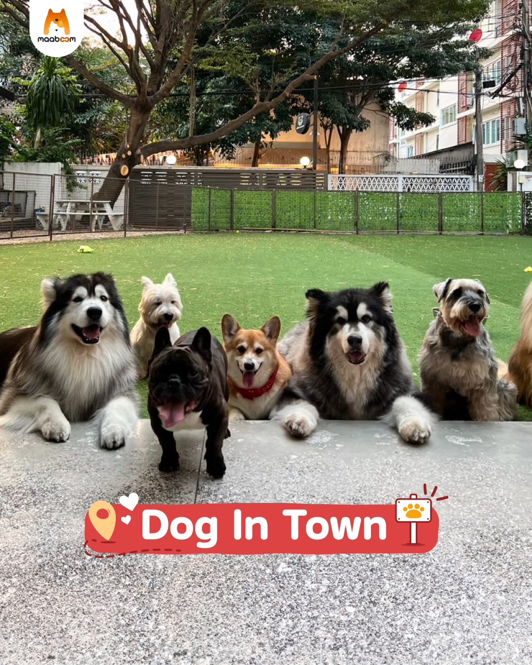 dog in town