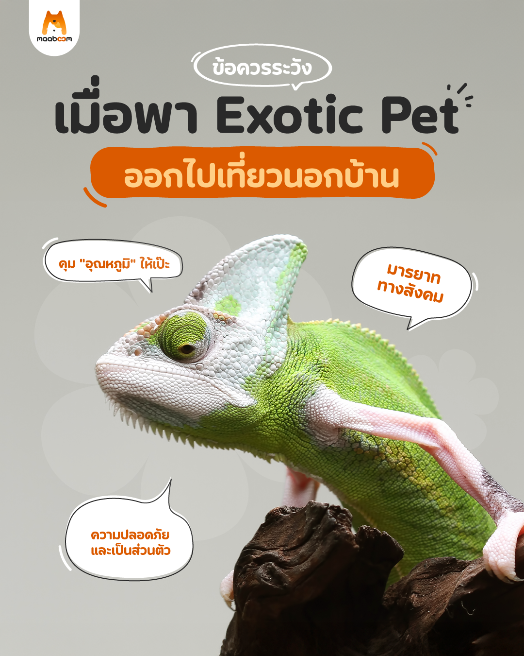 พาสัตว์เลี้ยง Exotic ออกนอกบ้าน