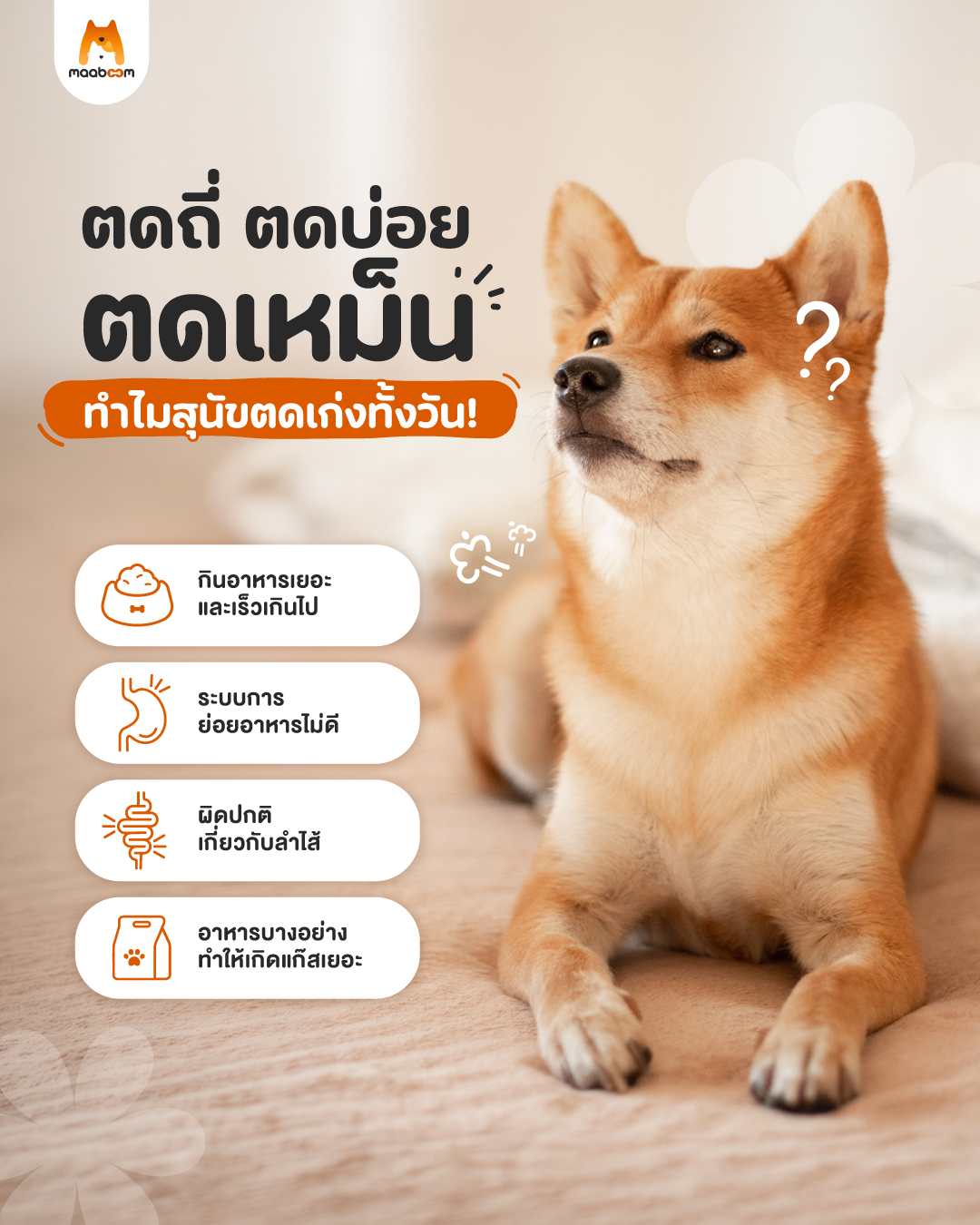 หมาตด