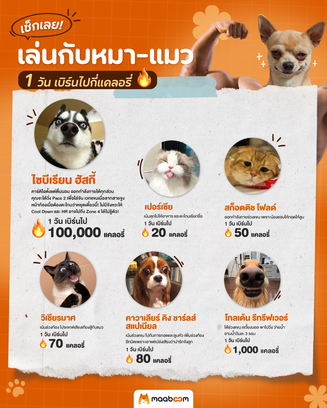 หมาแมวช่วยให้คุณเบิร์นไปกี่แคลอรี่