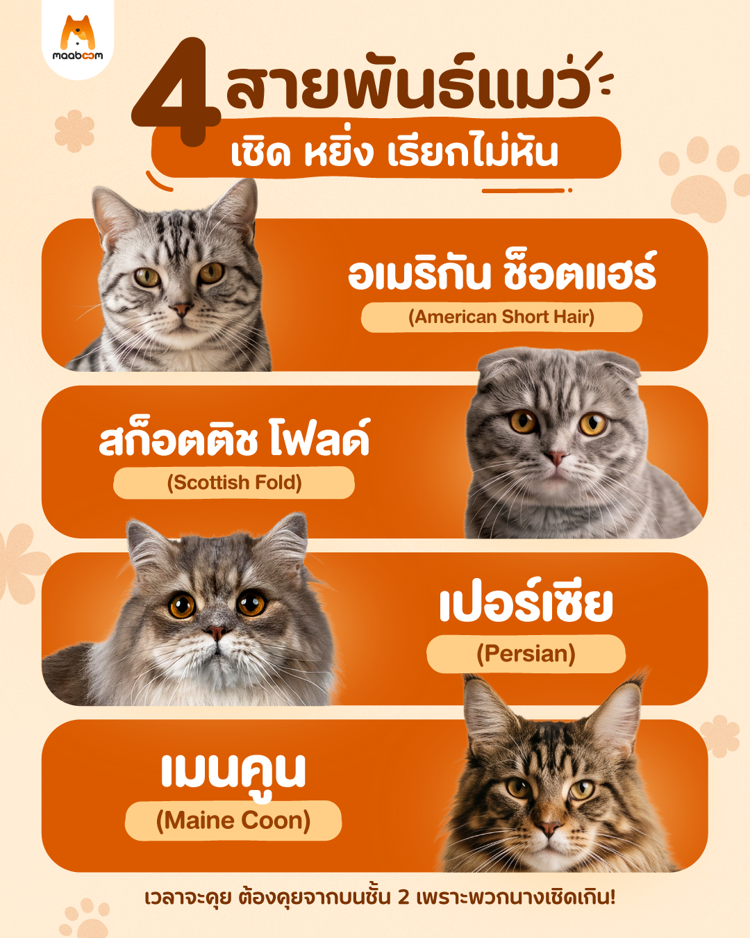 4 สายพันธ์แมว เชิด หยิ่ง เรียกไม่หัน