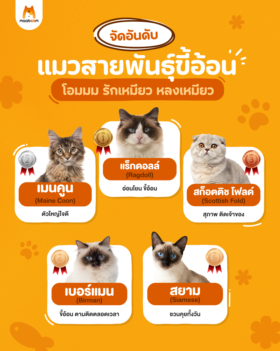 จัดอันดับแมวสายพันธุ์ขี้อ้อน