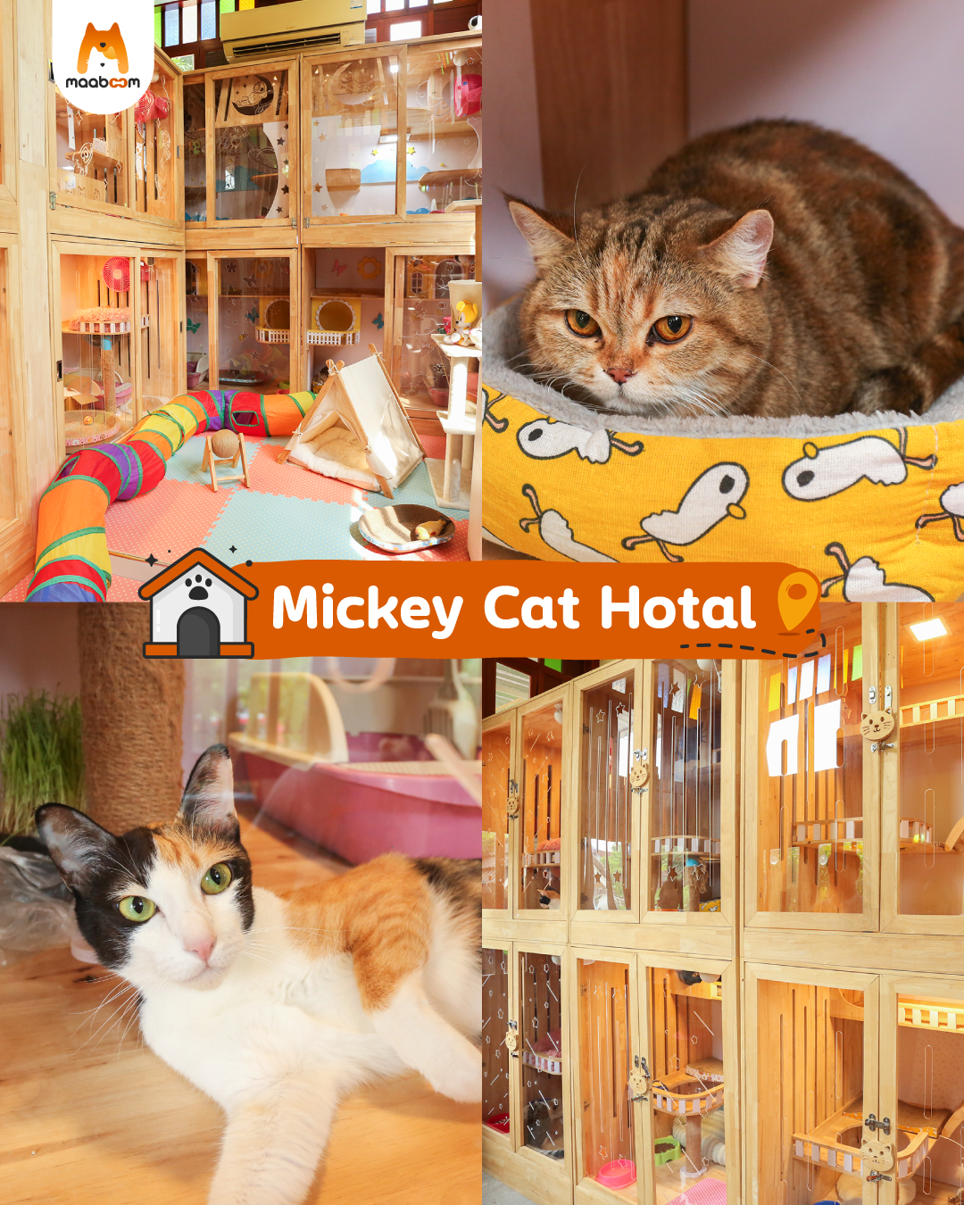Mickey Cat Hotel