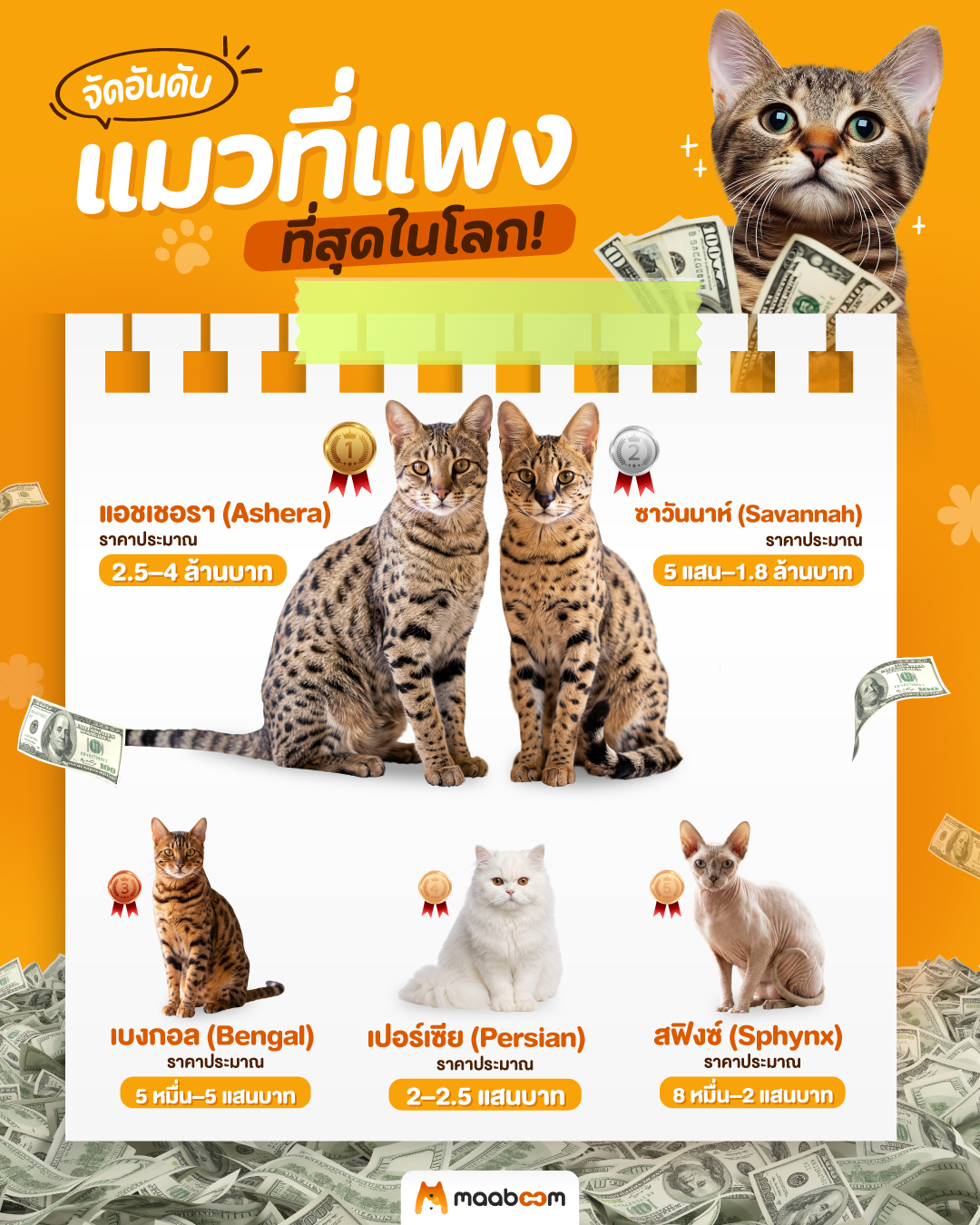 แมวที่แพงที่สุดในโลก
