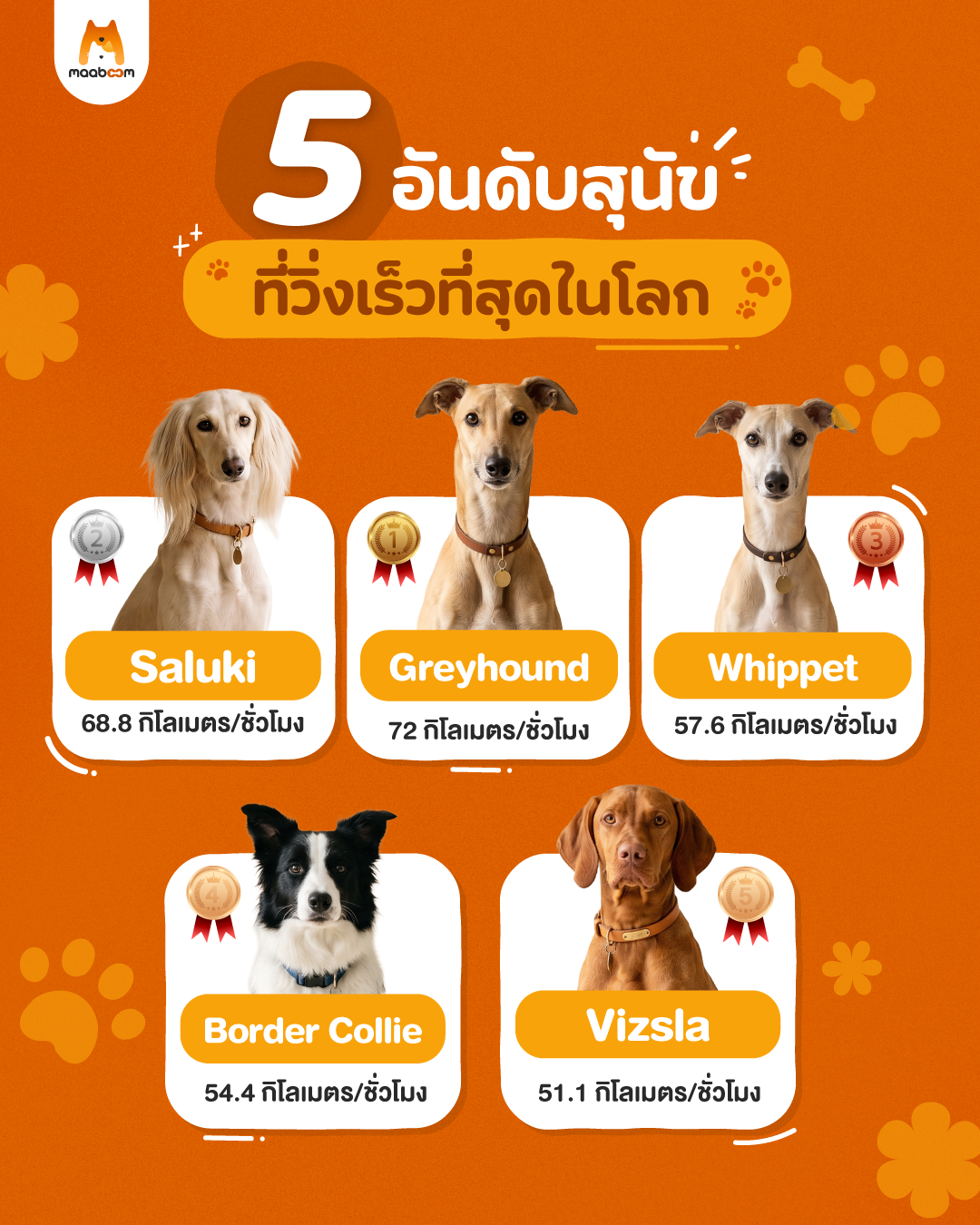 สุนัขที่วิ่งเร็วที่สุดในโลก