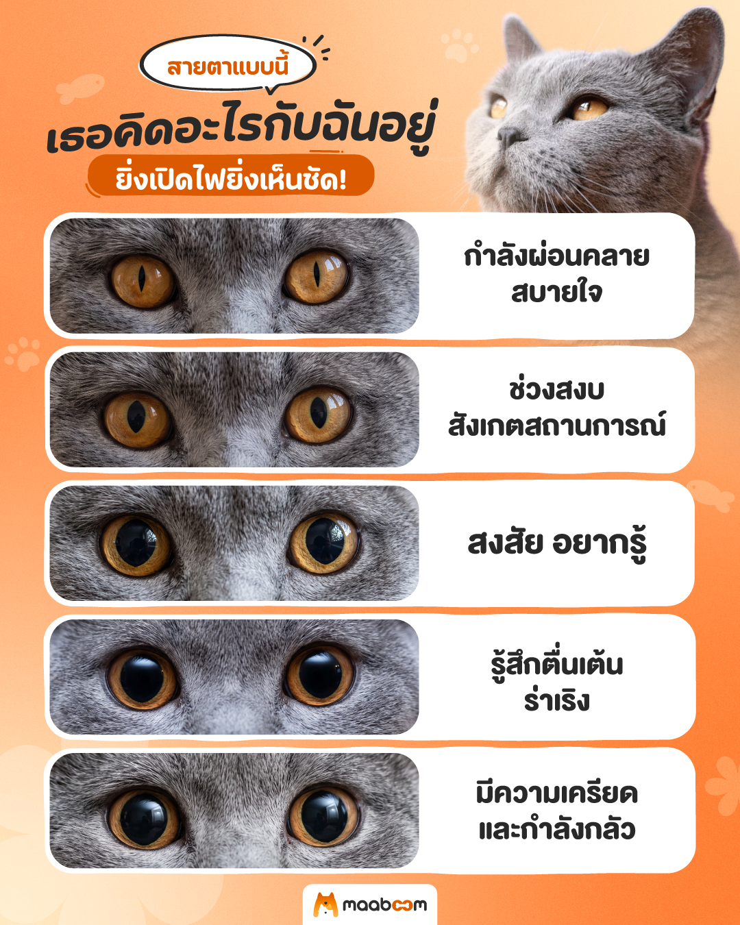 สายตาน้องแมว